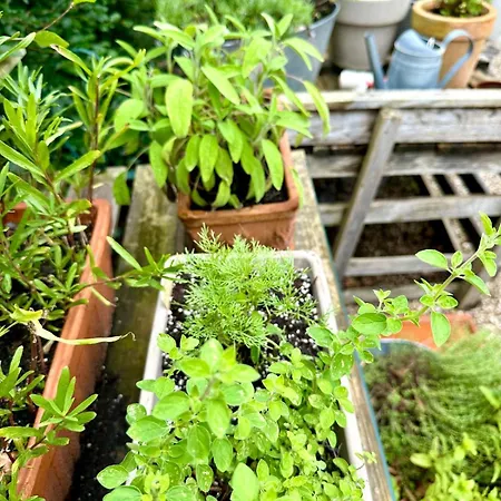 Country Διαμέρισμα Κολωνία