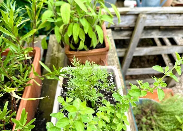 Country Apartamento Colonia