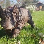 Country *
